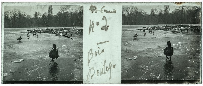 Canard n° 2 - Bois Boulogne — France-Paris bois de Boulogne -
